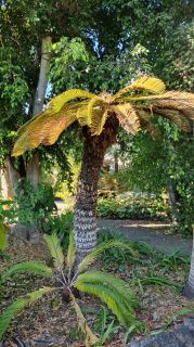 2024-01-GranCan-Jardin_de_la_Marquesa-019.jpg